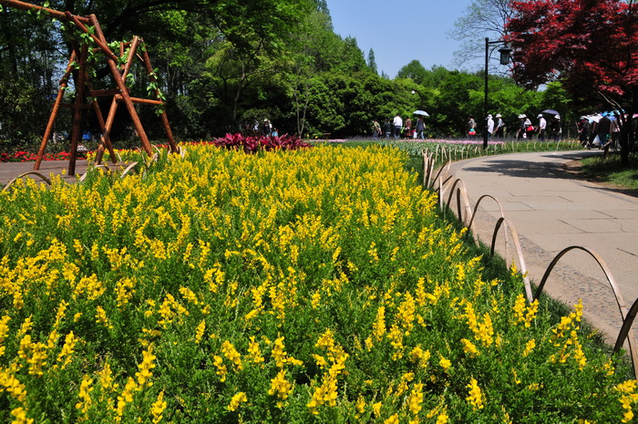 小金雀Genista spachiana 小金雀Genista spachiana