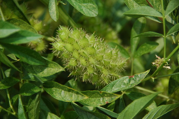 刺果甘草Glycyrrhiza pallidiflora