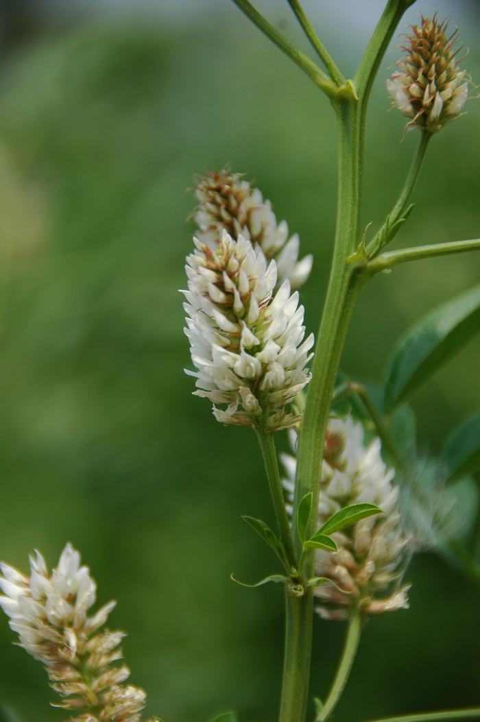 刺果甘草Glycyrrhiza pallidiflora 刺果甘草Glycyrrhiza pallidiflora