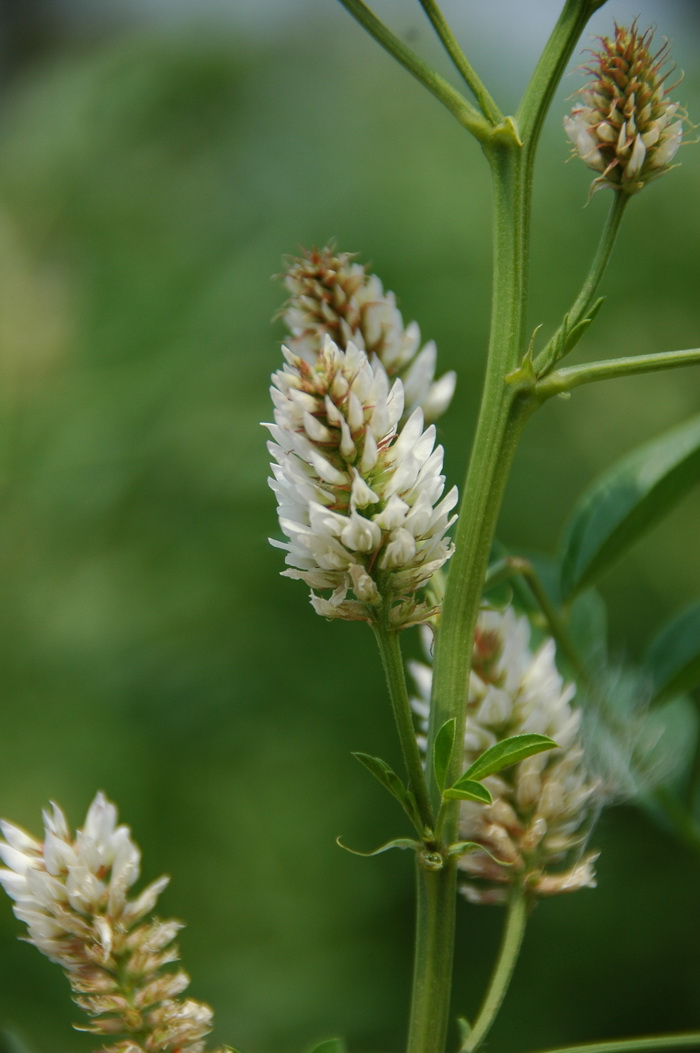 刺果甘草Glycyrrhiza pallidiflora