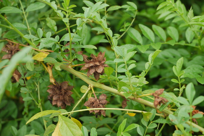 刺果甘草Glycyrrhiza pallidiflora