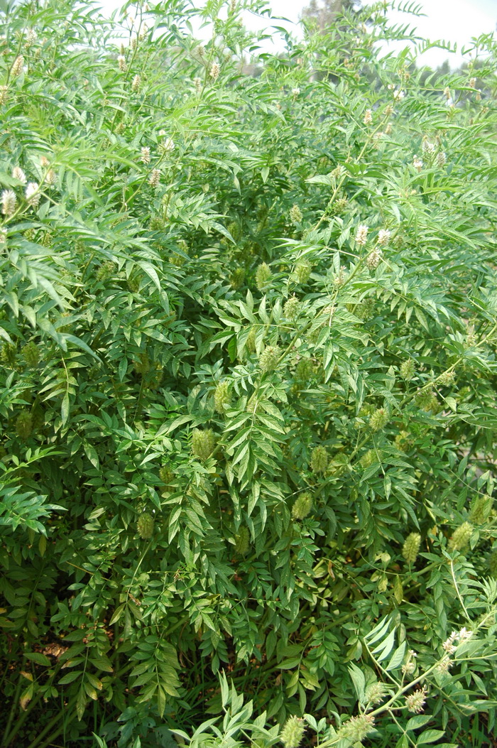 刺果甘草Glycyrrhiza pallidiflora