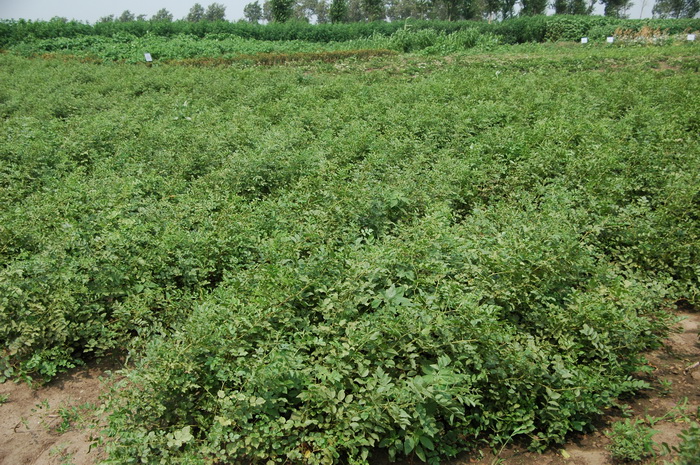 甘草Glycyrrhiza uralensis 甘草Glycyrrhiza uralensis