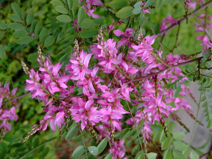 椭圆叶木蓝Indigofera cassoides 椭圆叶木蓝Indigofera cassoides