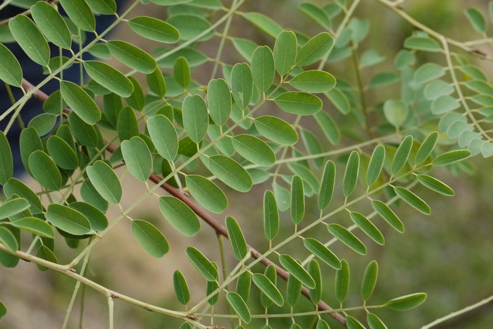 椭圆叶木蓝Indigofera cassoides 椭圆叶木蓝Indigofera cassoides