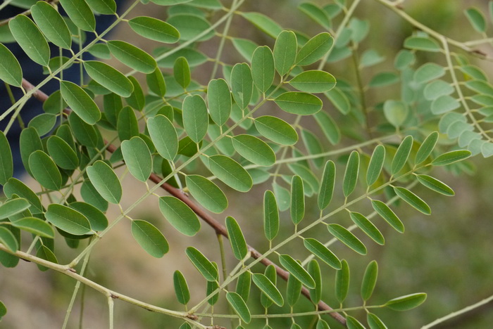 椭圆叶木蓝Indigofera cassoides