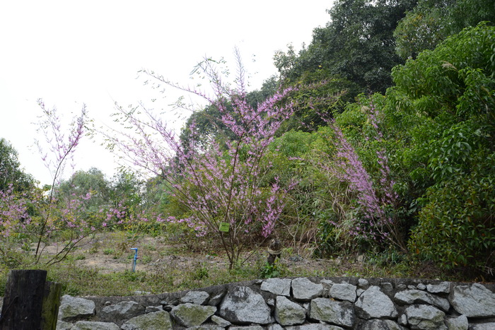 椭圆叶木蓝Indigofera cassoides