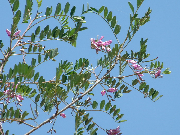 垂序木蓝Indigofera pendula