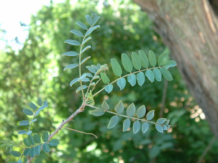 垂序木蓝Indigofera pendula