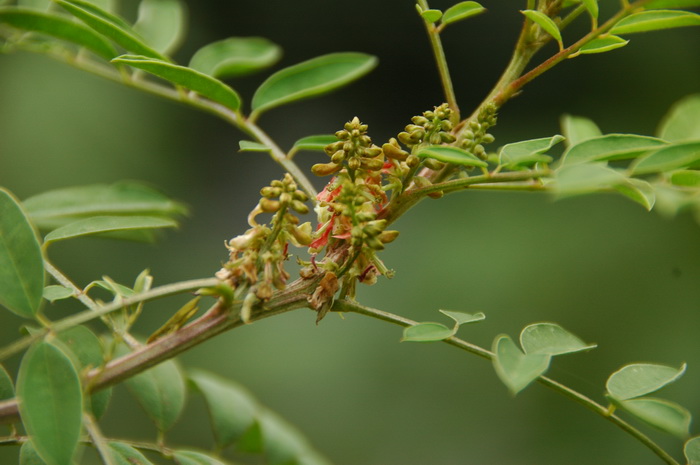 野青树Indigofera suffruticosa 野青树Indigofera suffruticosa