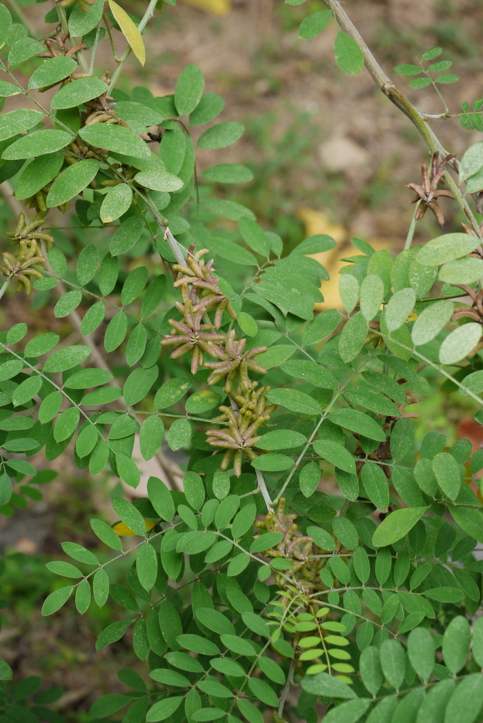 野青树Indigofera suffruticosa