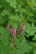 木蓝Indigofera tinctoria