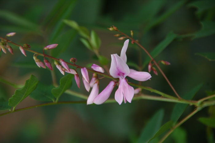 胡枝子Lespedeza bicolor