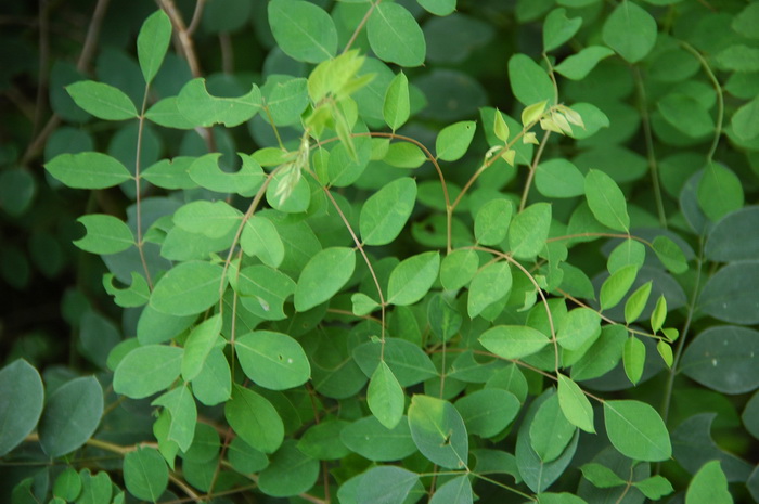 胡枝子Lespedeza bicolor