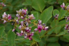 大叶胡枝子Lespedeza davidii