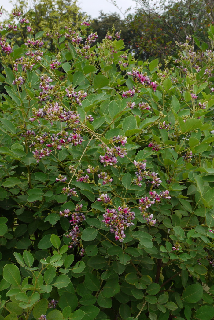 大叶胡枝子Lespedeza davidii