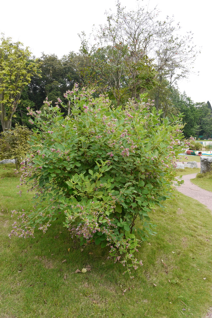 大叶胡枝子Lespedeza davidii