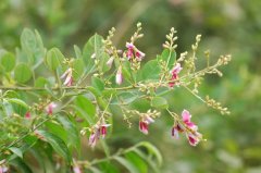 美丽胡枝子Lespedeza thunbergii subsp. formosa