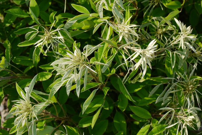 日本胡枝子Lespedeza thunbergii 日本胡枝子Lespedeza thunbergii
