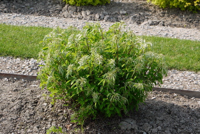 日本胡枝子Lespedeza thunbergii 日本胡枝子Lespedeza thunbergii
