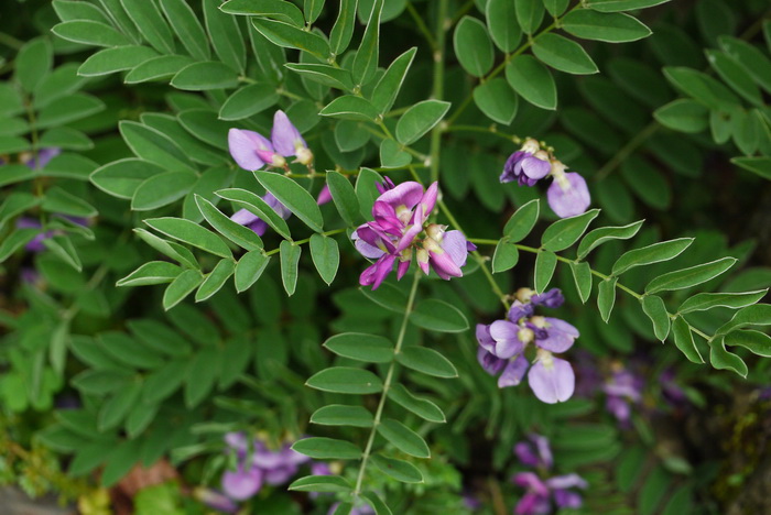 台湾小叶崖豆藤Millettia pulchra var. microphylla 台湾小叶崖豆藤Millettia pulchra var. microphylla