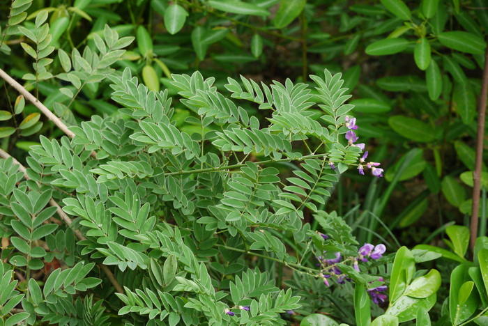 台湾小叶崖豆藤Millettia pulchra var. microphylla 台湾小叶崖豆藤Millettia pulchra var. microphylla