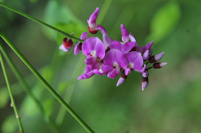 印度鸡血藤Millettia pulchra