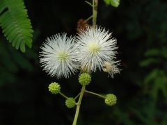 光荚含羞草Mimosa bimucronata