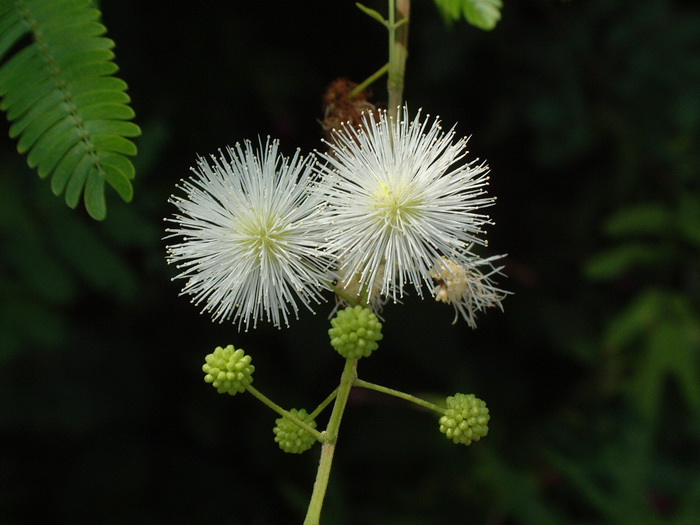 光荚含羞草Mimosa bimucronata 光荚含羞草Mimosa bimucronata