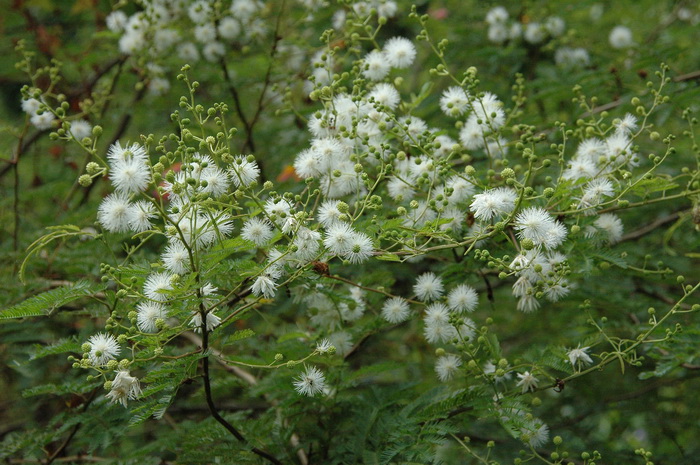 光荚含羞草Mimosa bimucronata