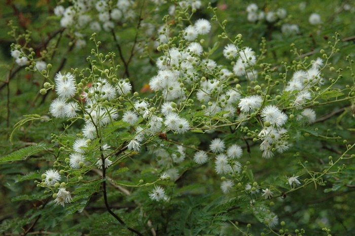 光荚含羞草Mimosa bimucronata 光荚含羞草Mimosa bimucronata