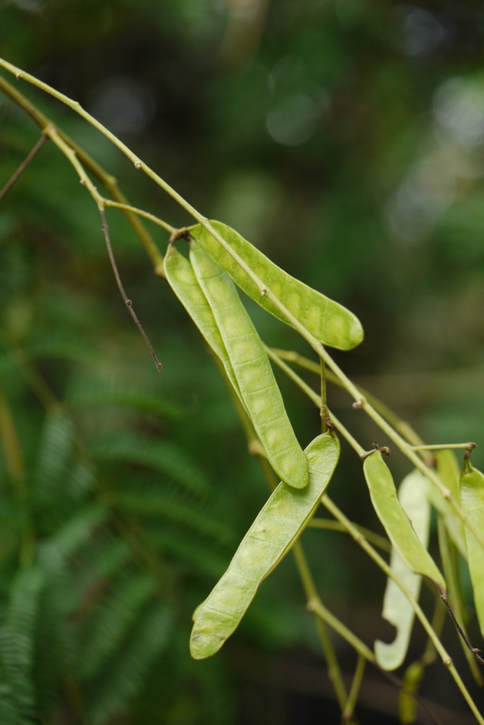 光荚含羞草Mimosa bimucronata