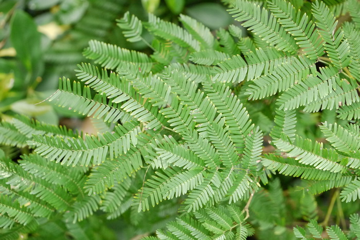 光荚含羞草Mimosa bimucronata