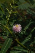 含羞树Mimosa pigra