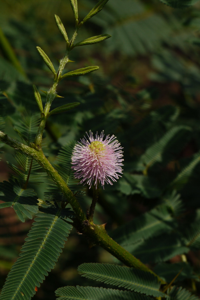 含羞树Mimosa pigra 含羞树Mimosa pigra