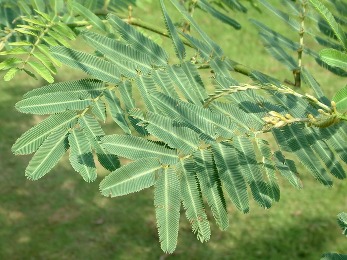 含羞树Mimosa pigra 含羞树Mimosa pigra
