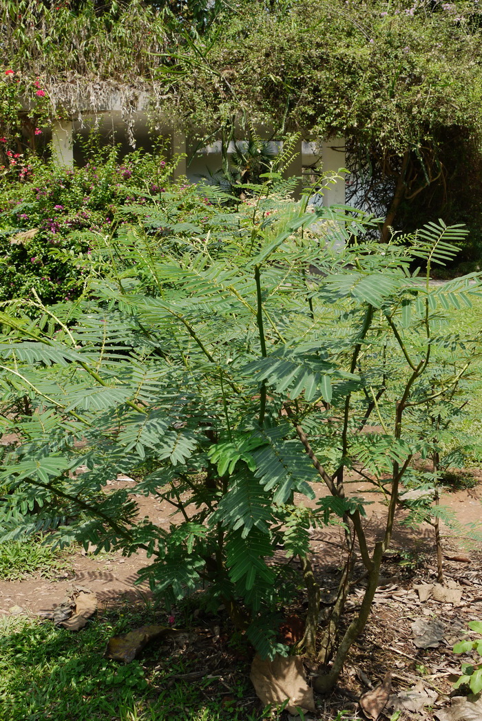 含羞树Mimosa pigra