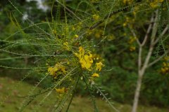 扁轴木Parkinsonia aculeata