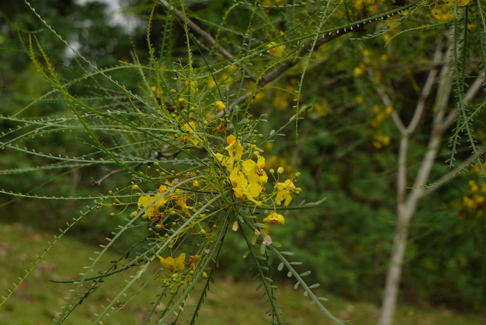 扁轴木Parkinsonia aculeata 扁轴木Parkinsonia aculeata
