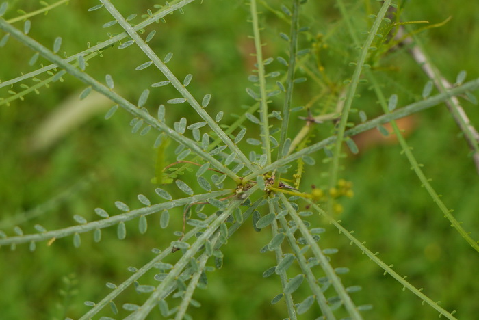 扁轴木Parkinsonia aculeata 扁轴木Parkinsonia aculeata