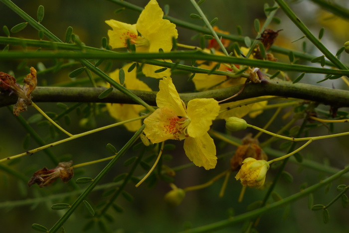 扁轴木Parkinsonia aculeata 扁轴木Parkinsonia aculeata