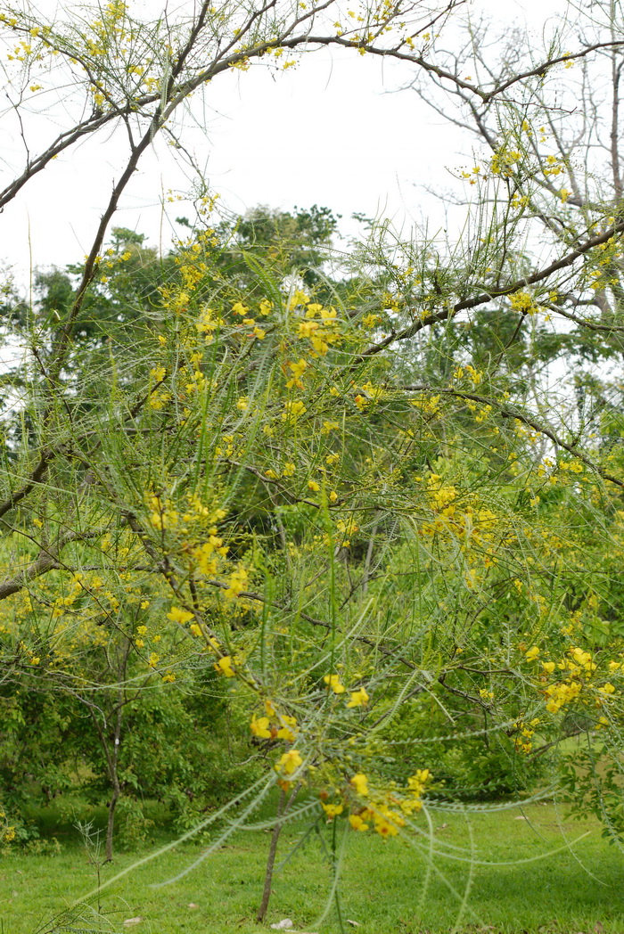 扁轴木Parkinsonia aculeata