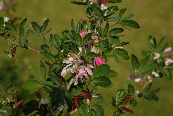 牛蹄豆Pithecellobium dulce 牛蹄豆Pithecellobium dulce