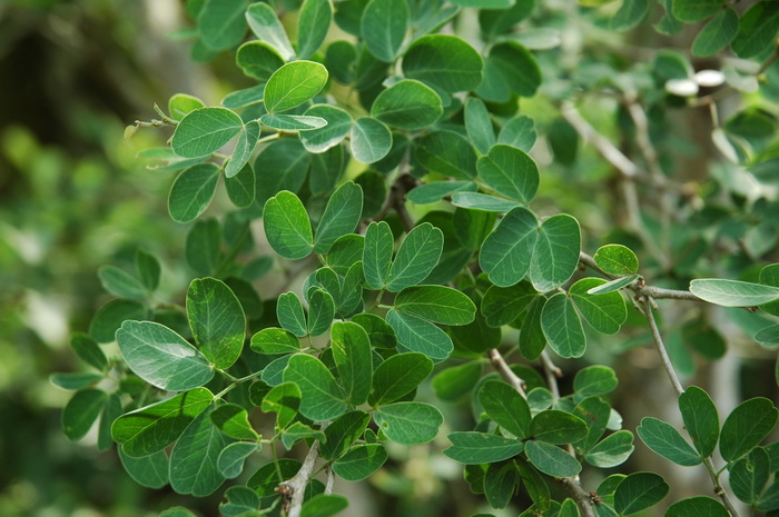 牛蹄豆Pithecellobium dulce 牛蹄豆Pithecellobium dulce