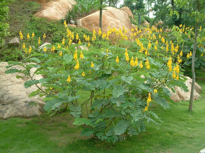 翅荚决明Senna alata 翅荚决明Senna alata
