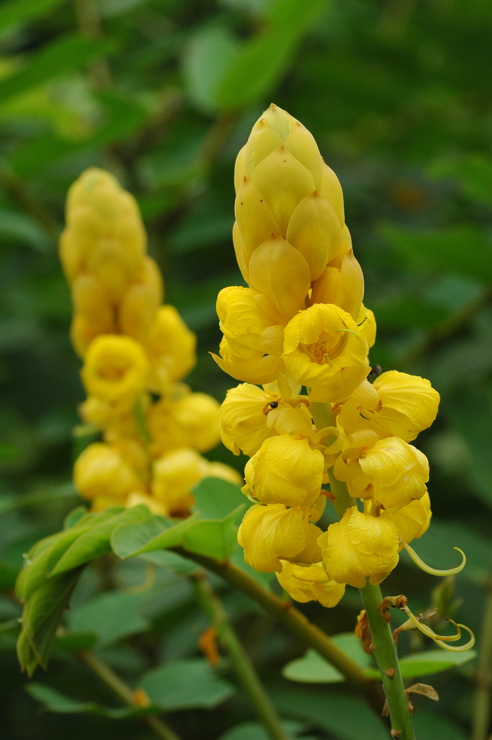 翅荚决明Senna alata 翅荚决明Senna alata