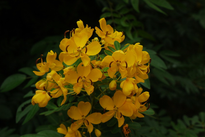 双荚黄槐Senna bicapsularis 双荚黄槐Senna bicapsularis