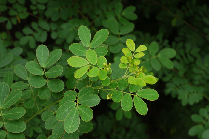 双荚黄槐Senna bicapsularis