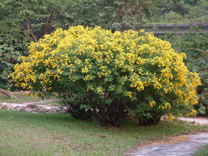双荚黄槐Senna bicapsularis