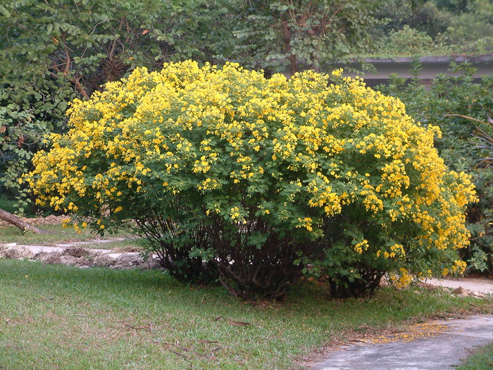 双荚黄槐Senna bicapsularis 双荚黄槐Senna bicapsularis